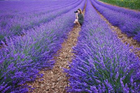 Lavender is more than just a scent, Lavender Quiz