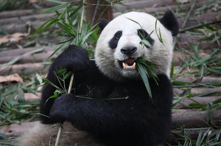 Panda | Quiz About the Most Adorable Bears in the World