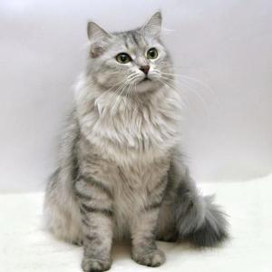 Siberian cat