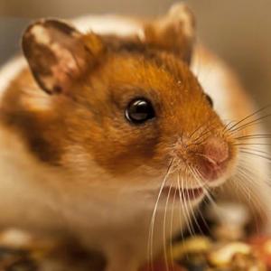 Fare (Hamster)