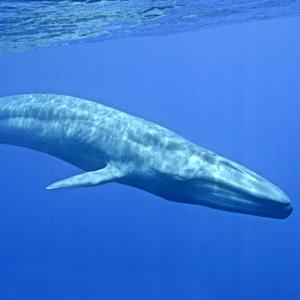 Blue whale