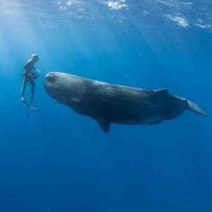 Sperm whale