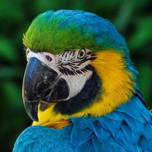 Parrot