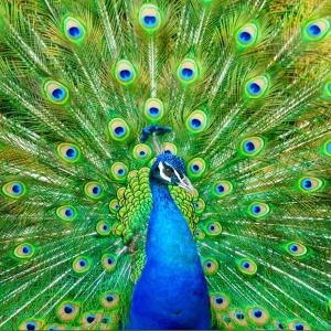 Peacock