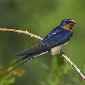 Swallow