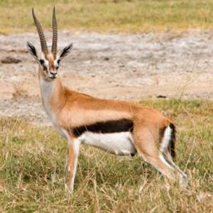 Gazelle