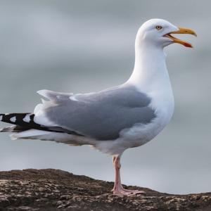 Seagull