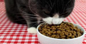 Cats food