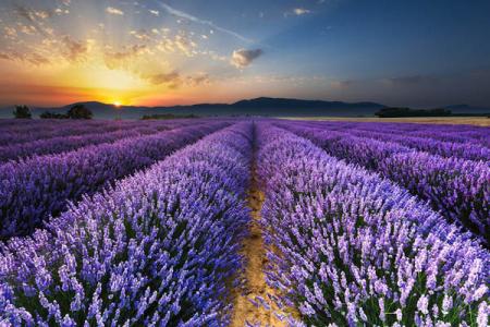 What is the natural habitat of lavender?