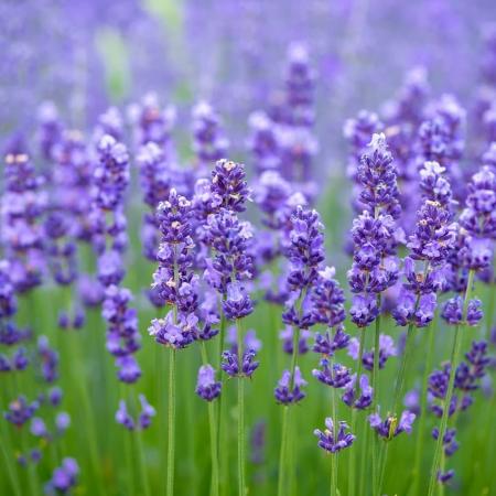 What is the best soil pH for growing lavender?