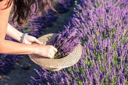 What is the ideal location for growing lavender?