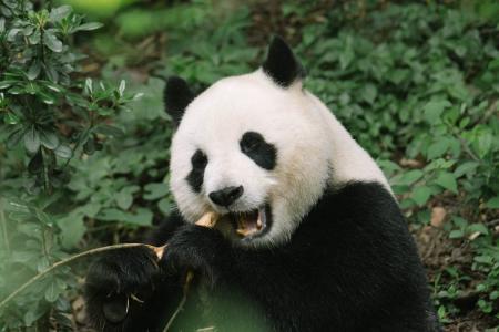 Pandas have ...