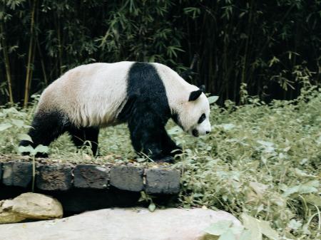 How much does an adult panda weigh?