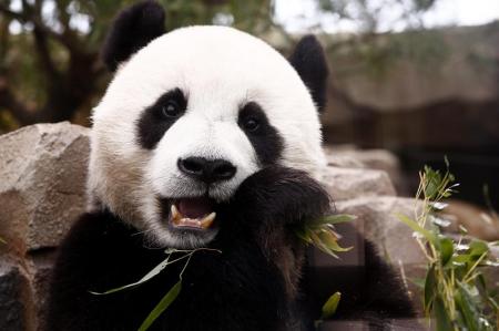 What is the typical diet of pandas?