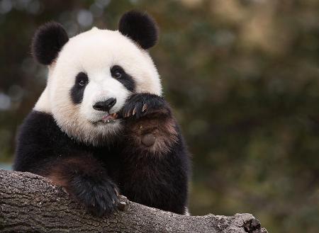 There is a rare type of panda. What are its colours?